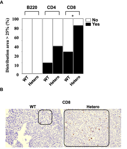 Figure 2 T lymphocyte infiltration to allograft ID8 tumors was increased in mice with germline heterozygous PRDM1 rs2185379. (A) The bar graph shows proportions of mice in which the area of distribution of each type of tumor-infiltrating lymphocytes in high-power fields (x100) exceeded 25%. (B) The images show representative immunohistochemical staining of CD8 in wild type and germline heterozygous rs2185379 (black border, lymphocyte infiltration area, x 100). Three mice in which the tumors were too small to evaluate were excluded from the germline heterozygous rs2185379 group. *Indicates statistical significance (P<0.05).