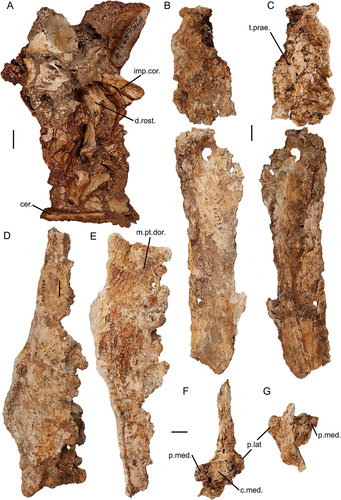 Figure A4. Additional specimens of Genyornis newtoni: A. NMV P256893 partial left skull medial view; B. – G. SAMA P59517, fragmentary mandibular rami, B. right ramus mandibulae, pars caudalis and pars intermedia in lateral view; C. and medial view; D. left ramus mandibulae, pars caudalis et intermedius, lateral view; E. and medial view; F. fragmentary right ramus mandibulae, pars caudalis, dorsal view; G. and rostral view. Abbreviations: c.med., cotyla medialis mandibulae; cer., ceratobranchial; d.rost., depressio rostromedialis; imp.cor., impressio m. AME profundus, pars coronoideus; m.pt.dor., insertion area of m. pterygoideus dorsalis; p.lat., processus lateralis mandibulae; p.med., processus medialis mandibulae; t.prae., tuberculum praearticulare. Scale bar: 10 mm.