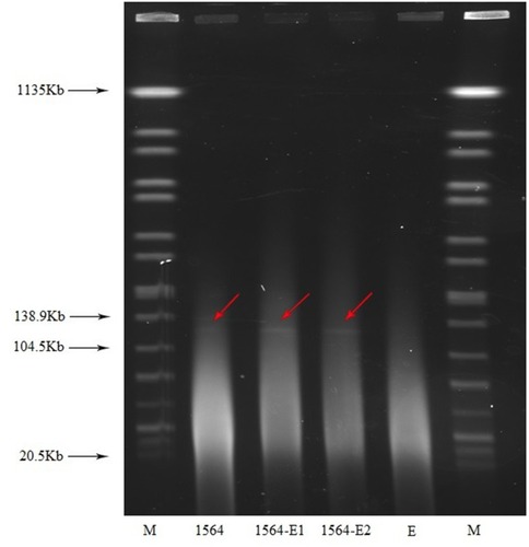 Figure 1 S1-nuclease pulsed-field gel electrophoresis profiles. M, Salmonella enterica serotype Braenderup strain H9812; E, E. coli EC600; 1564-E1, transconjugant1; 1564-E2, transconjugant2.