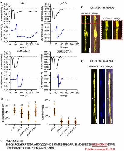 Figure 1. Functional and subcellular characterization of GLR3.3CT. (a) Representative traces of the SWPs in both L8 (black trace) and L13 (blue trace) from WT, glr3.3a mutants and two independent lines of transgenic plants expressing GLR3.3CT-mVENUS fusions (GLR3.3CT-1 and GLR3.3CT-2). (b) Amplitude (upper panel) and duration (lower panel) quantification results of the L13 SWPs in different materials. Yellow circles represent individual recordings. n = 11–16. Data shown are mean ± SD. The different letters indicate significant differences after one-way ANOVA. (c-d) Subcellular localization of GLR3.3CT-mVENUS fusions. In (c), yellow is the signal from GLR3.3CT-mVENUS fusion protein. The junction between two sieve tubes was shown in the zoomed red box with dotted line. In (d), DAPI staining (blue) was further used to visualize the nuclei. Asterisks mark the positions of sieve plates. Bar = 2 μm in the enlarged image. Bar = 10 μm in all the other cases. (e) Amino acid sequence of GLR3.3 C-tail with a putative NLS highlighted by red. The NLS was predicted using cNLS Mapper [Citation27].