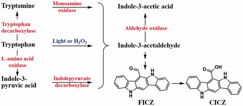 Figure 1. Formation pathways of 6-formylindolo[3,2-b]carbazole (FICZ) and indolo[3,2-b]carbazole-6-carboxylic acid (CICZ) from tryptophan directly or from the tryptophan metabolites tryptamine and indolo-3-pyruvic acid, respectively, via the common precursor indolo-3-acetaldehyde. All three pathways produce the same precursor of FICZ.