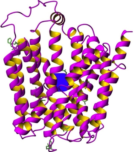 Figure 1 Ribbon representation of the three-dimensional model of organic anion-transporting polypeptide 1B3. TM domains, a probable substrate binding site and the conserved amino acid side chains. The model was built by Modeller program (San Francisco, CA, USA) by using the structure template of the Escherichia coli glycerol-3-phosphate transporter (PDB 1pw4).Citation24,Citation25 In blue color the potential location of the substrate binding site (the putative translocation pathway) according to former mutagenesis studies is indicated.Citation26 Conserved amino acid side-chains can also be seen on this figure.