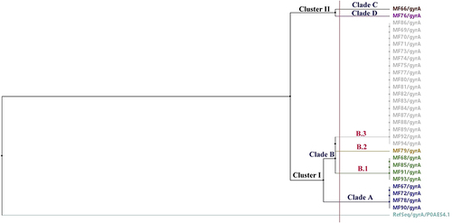 Figure 7 Phylogenetic relatedness between the sequenced gyrA genes and the P0AES4.1 reference sequence using neighbor-joining method utilizing % identity from MAFFTWS alignment.