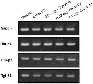 Figure 3. RT-PCR detection of the expression of liver damage-related marker in rat liver tissues. GAPDH was used as an internal control.