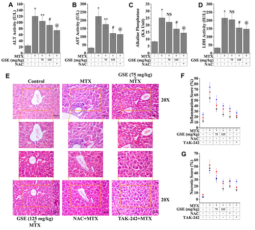 Figure 2 Assessment of hepatic toxicity indices upon the treatment of MTX (20 mg/kg) and GSE (75 and 125 mg/kg). Representative bar graph showing the level of (A) ALT activity, (B) AST activity, (C) Alkaline phosphatase, and (D) LDH activity. (E) Histopathological assessment of hepatic architecture. The hepatic architectural assessment was done using hematoxylin and eosin staining (H&E) (Magnification: 20×) (Scale bar: 100 μm). Representative bar graph shown quantitative analysis of (F) inflammation score and (G) necrotic score. Values are represented as mean ± SEM (n=6). p<0.05 was considered as significant. Statistical comparison: *Control vs MTX; **MTX vs MTX+GSE (75 mg/kg); #MTX vs MTX+GSE (125 mg/kg); @MTX vs MTX+NAC.