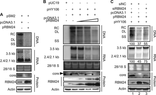 Fig. 2 Ectopic expression of RBM24 suppressed HBV transcription and replication.a HepG2 cell were co-transfected with 1.5 μg of pSM2 and 0.5 μg of pRBM24 or empty vector in 6-well plates. b HepG2 cells were co-transfected with 0.8 μg of pHY106 and 0, 0.01, 0.1, or 0.5 μg of pRBM24 or empty vector in 6-well plates. c HepG2 cells were co-transfected with 0.8 μg of pHY106, 0.5 μg of pRBM24, and the indicated siRNA or empty vector in 6-well plates. a–c HBV replication intermediates were detected by southern blotting. The positions of relaxed circular (RC), double-stranded linear (DL), and single-stranded (SS) DNA are indicated (top panel). HBV transcripts were detected by northern blotting. Ribosomal RNA (28S and 18S) are presented as loading controls. The positions of the HBV 3.5-kb, 2.4-kb, and 2.1-kb RNA are indicated (middle panel). RBM24 and core were detected by western blotting using an anti-RBM24 antibody or an anti-core antibody. The levels of β-actin served as a loading control (bottom panel). Hybridization signals were quantified with NIH ImageJ software