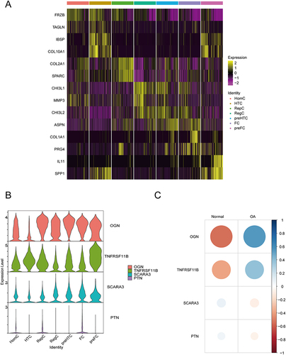 Figure 13 Differentially expressed genes and primary genes associated with the disease. (A) Heat map of top 2 differentially expressed genes between cell groups. (B) Violin plot showing the expression pattern of the intersection of differentially expressed genes and primary disease genes in different cell types. (C) Bubble plot analyzing the correlation of the intersection of differentially expressed genes and primary disease genes with osteoarthritis and normal cells.