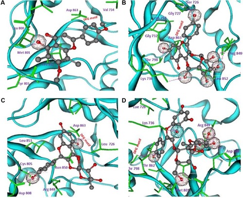 Figure 8 Molecular interactions of compounds 1, 2, 3 and structural hit ZINC67903192 with tyrosine kinase domain of human growth factor receptor-2 (A, B, C, and D, respectively).