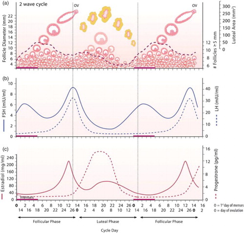 Figure 2. Graphs are taken from Baerwald et al. [Citation3], based on results from Baerwald et al. [Citation1, Citation2]. Panel (a) depicts two follicle waves per cycle and the corpus luteum (yellow body). Panels (b) and (c) graph corresponding LH, FSH, E2, and P4 concentrations. Two-thirds of the women studied had cycles exhibiting two follicle waves per cycle and their results are shown. Note that two follicle waves per cycle corresponds to two rises in FSH. From Baerwald et al. [Citation3] by permission of Oxford University Press. Human Reproduction Update is published on behalf of the European Society of Human Reproduction and Embryology (ESHRE).