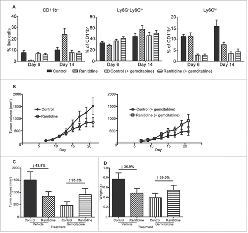 Figure 8. Gemcitabine treatment prevents ranitidine-induced tumor growth inhibition. (A) Blood samples were taken from each mouse one day after gemcitabine (or vehicle) injection and stained for myeloid cells. (B) E0771 tumors in C57BL/6 mice treated with ranitidine (8 mg/kg) with/without gemcitabine treatment were measured every 2 d starting 7 d post E0771-GFP cell injection. (C–D) At day 20, the primary tumor was measured (C), excised and weighed (D). Data in (A) represents the mean ± SEM of 4–8 mice/group. Data in (B) represents the mean ± SEM tumor volume of 12–24 mice/point. Data points in (C–D) represent the mean ± SEM of 12–24 mice/group.