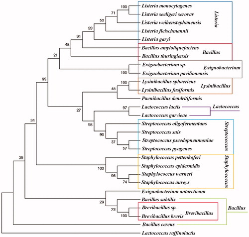 Figure 2. Phylogenetic relationship of the SrtA of various species. The SrtA used for phylogenetic tree construction are as the amino acid sequences used for homology alignment above. Numbers below the branches are the neighbor joining bootstrap values. The evolutionary distance is reflected by the numbers above the branches and the branch lengths proportional to the degree of amino acid substitutions. SrtAs exhibited a certain degree of homology among these nine groups.