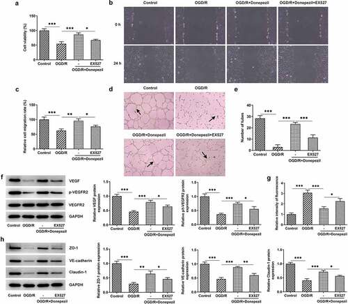 Figure 5. Pretreatment with the SIRT1 inhibitor EX527 reversed the protective effect of Donepezil on OGD/R-induced HBMECs. (a) Cell viability of HBMECs in the groups of OGD/R, OGD/R+ Donepezil and OGD/R+ Donepezil+EX527 was assessed with the help of CCK-8. (b-c) The migration capacity of HBMECs in the groups of OGD/R, OGD/R+ Donepezil and OGD/R+ Donepezil+EX527 was detected employing wound healing. (d-e) The angiogenesis of HBMECs was assayed in the groups of OGD/R, OGD/R+ Donepezil and OGD/R+ Donepezil+EX527 by means of tube formation. (f) The expressions of angiogenetic-related proteins VEGF, p-VEGFR2 and VEGFR2 in HBMECs were examined in the groups of OGD/R, OGD/R+ Donepezil and OGD/R+ Donepezil+EX527 by the way of Western blot. (g) The relative fluorescence intensity of HBMECs was measured in the groups of OGD/R, OGD/R+ Donepezil and OGD/R+ Donepezil+EX527 with the application of in vitro permeability test kit. (h) The expressions of related proteins ZO-1, VE-cadherin and Clarudin-1 in HBMECs were determined in the groups of OGD/R, OGD/R+ Donepezil and OGD/R+ Donepezil+EX527 employing Western blot. Results are the mean ± SD. *P < 0.05, **P < 0.01, ***P < 0.001.