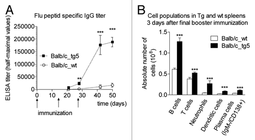 Figure 3 Immunization with HA2-KLH elicits potent anti-peptide immune response in bFcRn tg mice. (A) HA2-specific IgG titers showed a substantial increase in tg mice compared to the negligible IgG titers of wild-type mice. (B) Absolute number of B cells, T cells, neutrophils, dendritic cells and plasma cells were significantly higher in the spleen of transgenic animals as measured by FACS analysis. Values shown are the mean ± SEM. (*p < 0.05; **p < 0.01; ***p < 0.001). All the experiments were repeated twice with similar results (Figure is reproduced from reference Citation22 with permission).