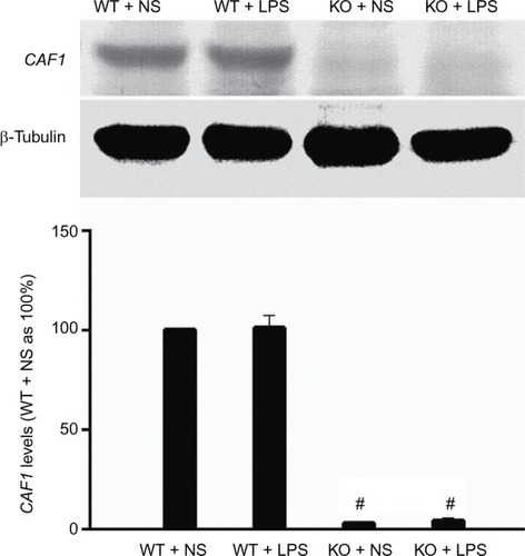 Figure 1 Mouse CAF1 gene knockout abolishes CAF1 protein expression.Notes: Western immunoblot band density data showed that CAF1 gene knockout greatly reduced CAF1 levels and CAF1 band was nearly undetectable in CAF1-knockout mice. Western immunoblot band density data are expressed as mean ± SEM. n=3, #P<0.05 vs wild-type mice. An independent sample t-test was used.Abbreviations: WT, wild-type mice; KO, CAF1-knockout mice; ns, normal saline; LPS, lipopolysaccharide; SEM, standard error of the mean.