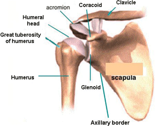 Figure 3. The bony part of the shoulder with the rotator cuff at left. [Color version available online.]
