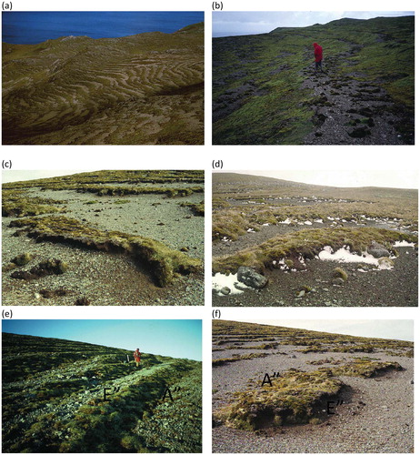 FIGURE 2. (a) Vegetation-banked terraces form flights across hillslopes, looking along the east-facing slopes of Mount Gwynn. (b) Vegetation-banked terrace morphology on an east-facing slope, (c) Vegetation-banked terrace morphology on a west-facing slope, (d) Vegetation-banked terraces on a west-facing slope showing snow and ice accumulation at cliffed downslope edge of each terrace, (e) Vegetation-banked terraces tilting down to the west on a south-facing slope, (f) Example of erosion and vegetation damage (E″) and accretion and potential vegetation growth (A″) on vegetation-banked terraces on west-facing slope. Prevailing wind is from the bottom right hand corner of photograph.