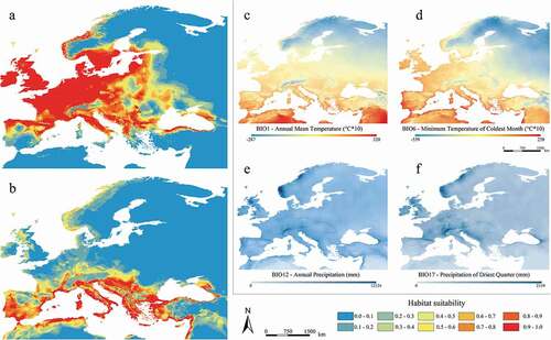 Figure 4. Predicted suitable areas for the Mid-Holocene climatic conditions for Myotis daubentonii (a) and M. capaccinii (b); distribution of the four shared and most contributing Mid-Holocene bioclimatic variables for both species (c–f)