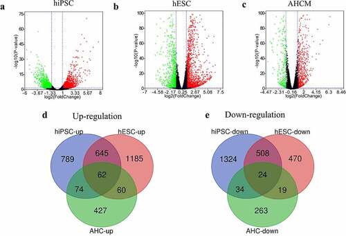 Figure 1. Analyze the DEGs between mock and SARS-CoV-2 infected CMs. Volcano plot showed DEGs as red dot represent up-regulated and green dot represent down-regulated genes in hiPSC-CMs (a), hESC-CMs (b), and AHCMs (c) respectively. (d) The venn diagram indicated 62 genes were upregulated in all three datasets. (e) The venn diagram indicated 24 genes were downregulated in all three datasets.