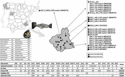 Figure 1. Distribution of captured bat species in the sampled areas showing the results of coronavirus detection.