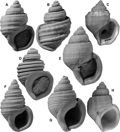 Fig. 10  (A,B) Pelicaria arahura n. sp., holotype, TM8598, GS12289, J33/f066, conglomerate at top of Eight Mile Formation (Waipipian), head of E tributary of Greeks Creek, S side of Arahura Valley, Westland; height 41.4 mm. (C,E,F,H) Pelicaria vermis (Martyn); C, RM2974, extreme “bradleyi form”, Recent, Rabbit Island Beach, Nelson; height 36.6 mm; E, “convexa form”, GS10748, S28/f6206, Pukenui Limestone (early Nukumaruan), above junction Mangaopari Stream and Makara River, S Wairarapa; height 48.0 mm; F, holotype of Struthiolaria acuminata Marwick, TM7682, GS1040, S27/f8448, Pukenui Limestone (early Nukumaruan), White Rock Road, Makara River, S Wairarapa; height 42.9 mm; H, lectotype of Struthiolaria crenulata Lamarck and neotype of Buccinum vermis Martyn, Murex australis Gmelin, Struthiolaria inermis G. B. Sowerby I, and Struthiolaria tricarinata Lesson, MNHN moll.20522, Recent, New Zealand (Waikanae-Paraparaumu coast, W Wellington?), collected by Péron & Lesueur; height 40.8 mm (MNHN photo by V. Héros). (D) Pelicaria canaliculata (Zittel), specimen resembling Zittel's illustration, “Awatere”, ex Marshall & Murdoch collection, presumably from Starborough Formation (Waipipian), Seddon; height 42.8mm. (G) Pelicaria rugosa (Marwick), Neef's (1970) illustrated specimen, T24/f8049, Marima Sandstone (early Nukumaruan), tributary of Mangahao River E of Marima School, N Wairarapa; height 45.3 mm.