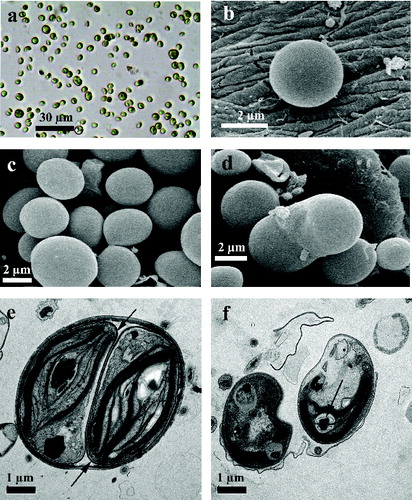 Figure 1. Vegetative cells and autospores of strain R-06/2.Note: vegetative cells under the light microscope (40 ×) (a); young vegetative cells of strain Rupite R-06/2 under SEM (b, c); liberation of two autospores from the autosporangium through rupture of the autosporangila wall seen under SEM (d); autosporangium with two autospores and clearly visible electrodense layer of the cell wall around them (arrows), seen under TEM (e); autospores with remnants of multi-layered autosporangial wall; in one autospore the thick starch sheath of two biconvex plates surrounding the pyrenoid is visible (arrow), seen under TEM (f). Scale bar is included in the figures.