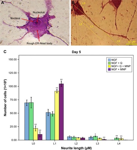 Figure 6 Neurite outgrowth of PC12 cells. (A) Cresyl violet staining: the Nissl substance (rough endoplasmic reticulum) appeared dark blue due to the staining of ribosomal RNA. Magnification ×400. (B) Distribution of the neurite length of PC12 cells 5 days after the induction of differentiation (L0 refers to the cells without neurites; L1 refers to the cells with neurites whose length is shorter than the size of the cell body; L2 refers to the cells with neurites whose length is between the original and twice the size of the cell body; L3 refers to the cells with neurites whose length is longer than twice the size of the cell body). (C) Neurite length of PC12 cells under different treatments. Cells were scored positive if one or more neurites with length >1 cell body diameter was observed. The results presented are the mean ± SD of 10 independent experiments. *P<0.05, **P<0.01.Abbreviations: NGF, nerve growth factor; Q, quercetin; MNP, magnetic nanoparticle.