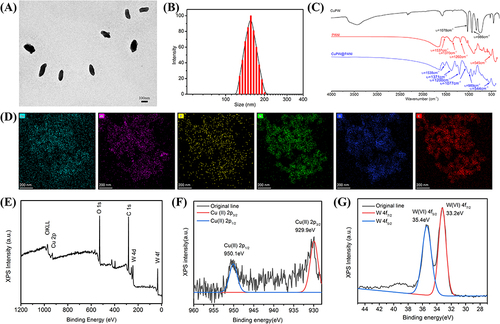 Figure 1 Characterizations of CuPW@PANI Nanorods. (A) The TEM of CuPW@PANI Nanorods. (B) The DLS of CuPW@PANI Nanorods. (C) The IR spectrum of CuPWO4, PANI, CuPW@PANI Nanorods. (D) Elemental mapping of Cu, W, P, C, N, and O in CuPW@PANI Nanorods. (E) The XPS of CuPW@PANI Nanorods. (F) High-resolution XPS spectra of Cu 2p in CuPW@PANI Nanorods. (G) High-resolution XPS spectra of W 4f in CuPW@PANI Nanorods.