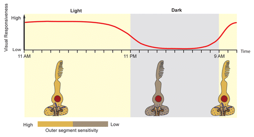 Figure 1 Model summarizing circadian oscillations of visual responsiveness in larval zebrafish retina. Upper panel illustrates the degree of visual responsiveness that is observed both behaviorally by the optokinetic response test (OKR) and the visual-motor response (VMR) and electrophysiologically by electroretinogram (ERG) recordings from 5 day old zebrafish larval retina. Lower panel illustrates the decrease in photoreceptor outer segment sensitivity and the disassembly of synaptic ribbons in cone pedicles at night.