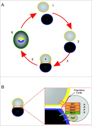 Figure 1. Stages of vacuole fusion and formation of the vertex ring. (A) Vacuole fusion undergoes experimentally defined stages. 1. Priming–dispersed vacuoles harboring inactive cis-SNARE complexes are activated by the AAA+ ATPase Sec18 and its adaptor protein Sec17; 2. Tethering – association of vacuoles through the activity of Ypt7 and the HOPS complex; 3. Docking – Vacuoles become tightly apposed leading to the formation of the vertex ring (orange) and trans-SNARE paring; 5 – The docking to fusion transition may also go through a hemifusion intermediate where the outer leaflets mix while the inner leaflets remain intact and prevent content mixing. 6. – Fusion occurs at the vertex ring leading the merger of both membranes (green) and content mixing. Fusion also leads to the internalization of the boundary membrane (yellow and blue). (B) The vertex ring is enriched with the Q-SNAREs Vti1, Vam3, and Vam7, and the R-SNARE Nyv1. The vertex ring domain is also enriched with Ypt7, HOPS and regulatory lipids including PI3P, PI(4,5)P2, DAG and ergosterol. (Adapted from reference 2).
