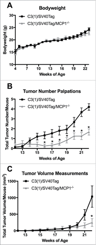 Figure 1. Body weight characteristics and tumor statistics. (A) Body weight in grams. (B) Total tumor number per mouse. (C) Total tumor volume per mouse. *P<0.05. Data are represented as ± SEM, C3(1)/SV40Tag n = 15, C3(1)/SV40Tag/MCP-1−/− n = 12.