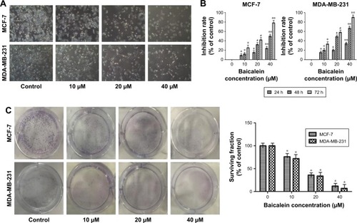 Figure 1 Morphological changes and cell viability of MCF-7 and MDA-MB-231 cells following treatment with baicalein.