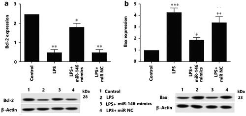 Figure 4. The levels of Bcl-2 and Bax protein were analyzed by western blotting. A) Overexpression of miR-146 repress apoptosis of OGCs by increasing Bcl-2, ** P < 0.01, * P < 0.05, B) versus the control. C) Overexpression of miR-146 inhibited apoptosis of OGCs by reducing Bax, ***P < 0.001, ** P < 0.01, * P < 0.05, versus the control.