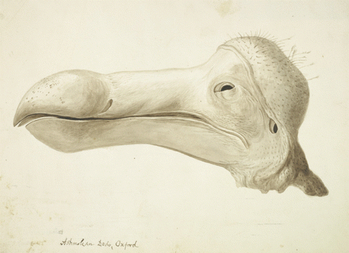 Figure 11 Owen's pencil and watercolour of the Oxford Dodo head. From Hume et al. (Citation2006).