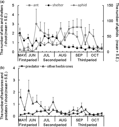 Figure 1. Seasonal changes in the numbers of (a) ants, aphids, and leaf shelters, and (b) other herbivores and generalist predators per shoot. From May to the second observation day of June, N = 25 each day. From the last week of June to the second observation day of August, and from the third observation day of September to the end of October, N = 50 each observation day. From the third observation day of August to the second observation day of September, N = 40.