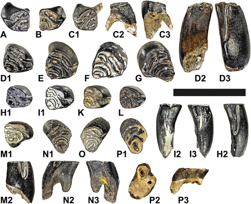 Figure 3. Upper cheek teeth of the minute beaver Euroxenomys minutus (von Meyer Citation1838), from the early Late Miocene locality Hammerschmiede (Bavaria, Germany), local stratigraphic levels HAM 5 and HAM 4. Deciduous premolars: (A-C); premolars (D-G); molars (H-P). Occlusal (A, B, C1, D1, E, F, G, H1, I1, K, L, M1, N1, O, P1), lingual (D3, H2, I3, M2, N2, P3), buccal (D2, I2, N3) and apical (P2) views. Scale bar equals 10 mm. Left DP4: (A) GPIT/MA/12001; (C) GPIT/MA/12058. Right DP4: (B) GPIT/MA/19158. Left P4: (G) GPIT/MA/18783. Right P4: (D) GPIT/MA/19060; (E) GPIT/MA/18780; (F) GPIT/MA/18835. Right M1/2: (H) GPIT/MA/18866; (I) GPIT/MA/18872; (K) SNSB-BSPG 2020 XCIV-6959; (L) GPIT/MA/19131. Left M3: (N) GPIT/MA/19088; (P) GPIT/MA/19127. Right M3: (M) SNSB-BSPG 2020 XCIV-6949; (O) SNSB-BSPG 2020 XCIV-2170.