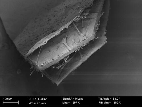 Figure 1. The three layers of the Osmia bicornis cocoon (magnification 300x) (Photo:PawełMigdał).