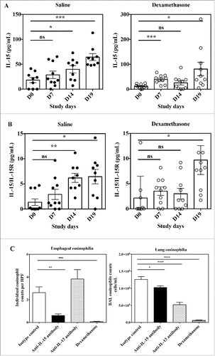Figure 7. Effects of anti-IL-15 monoclonal antibody in the Aspergillus fumigatus mouse model of EoE. Serum concentration of free IL-15 (A) and IL-15/IL-15Rα heterodimer (B) in mice at Day 0 (before antigen challenge) and study Days 7, 14, and 19 of repeated intranasal challenge with Aspergillus fumigatus. Groups of 10 mice were treated either with saline control (closed circles) or dexamethasone (open circles). Data show individual and group mean ± SEM data for each group of animals at each time point. Statistical analysis: Student's t test. (C) Individual high power field (HPF) esophageal eosinophil counts (left panel) and total numbers of eosinophils in BAL fluid (right panel) of mice at Day 19 of repeated intranasal challenge with Aspergillus fumigatus and treated with control isotype antibody (white bar), anti-IL-15 antibody (black bar), anti-IL-13 antibody (dashed bar) or dexamethasone (hatched bar). Data are expressed as mean ± SEM for each group of animals. Statistical analysis: one-way ANOVA followed by Tukey's multiple comparisons. ****p < 0.0001; ***p < 0.001; **p < 0.01; *p < 0.05.
