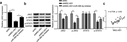 Figure 5. MSC-AS1 sponges miR-369-3p to modulate the JAK2/STAT3 signaling in OA chondrocytes.