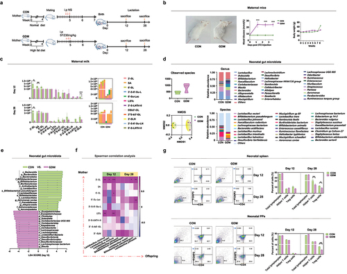 Figure 5. Alterations of milk oligosaccharides in maternal mice with GDM and changes of gut microbiota and Treg cell levels in their offspring. (a) Experimental schema. CON mice (n = 10) received normal diets while GDM mice (n = 10) were provided high-fat diets before pregnancy. The CON mice were intraperitoneally injected with normal saline while GDM mice were provided with STZ during pregnancy. (b) Photos of the mice fed by normal diets and high-fat diets before pregnancy (left picture). The fasting blood glucose level of the two groups mice post STZ injection (middle picture). Body weights of the two groups mice during lactation (right picture). (c) Histograms of relative intensities of mouse milk oligosaccharide detected by MALDI-TOF MS spectra. From left to right are: total oligosaccharide quantity in different lactation periods, comparison of individual oligosaccharide level, total oligosaccharide level and mean value of each mouse. (d) Gut microbiota offspring fed by CON and GDM mice mothers at different periods during lactation. (e) The bacterial groups that showed significant differences analyzed by the LEfSe. (f) Correlation between gut microbiota in late lactation of offspring and maternal milk oligosaccharides in different lactation periods. Colour and shading reflect direction and strength of Spearman rank correlation coefficients (blue=negative; red=positive; white=no correlation; darker=stronger correlation). (g) The percentage of Treg cells in spleen and PPs of the offspring mice fed by CON and GDM maternal mice in different periods during lactation (each group n = 3). Data is shown as mean ± SEM (*p < .05, **p < .01).