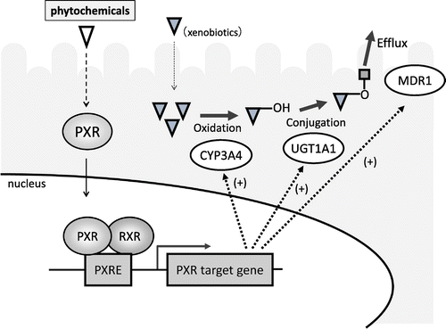 Fig. 5. Activation of pregnane X receptor by phytochemicals.