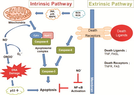 Figure 2. Intrinsic and extrinsic pathways for apoptosis. The extrinsic pathway can be induced by members of the TNF family receptors such as tumor necrosis factor receptor (TNFR) and FAS. The intrinsic pathway can be activated by release of cytochrome c from mitochondria. In the cytosol, cytochrome c binds and activates Apaf-1, allowing it to bind and activate caspase-9. Caspase-9 and -8 activate caspase-3. Apaf-1, apoptotic protease-activating factor-1; Cyt c, cytochrome c; JNK, c-Jun N-terminal kinase; p38 MAPK, p38 mitogen-activated protein kinase; FASL, FAS Ligand.