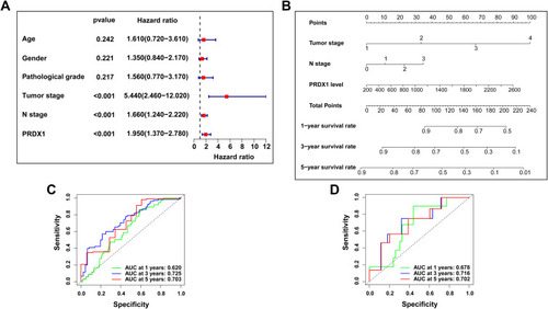 Figure 7 The establishment of a nomogram that can predict the 1-, 3-, and 5-year survival rates of patients with OSCC. (A) Cox proportional hazards regression analysis for PRDX1 and clinical features; (B) A nomogram containing Tumor stage, N stage and PRDX1 level; (C and D) The accuracy of nomogram in the TCGA cohort and testing cohort was verified by the ROC curve.