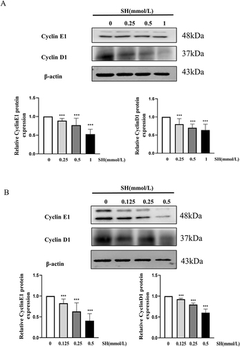 Figure 5 SH significantly reduced the cell cycle-related protein expression. Cyclin E1 and Cyclin D1 in (A) Jurkat T and (B) Ramos B cells were quantified by Western blot. The values represent the mean ± SEM (n = 3). ***p < 0.001 vs control group.