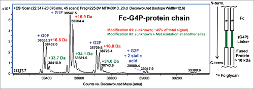 Figure 1. Deconvoluted mass spectrum of denatured and reduced Fc-G4P-protein. The Fc is linked to the protein via a G4P linker. Typical Fc glycosylation (G0F, G1F, G2F, etc.) was observed. Modification #1 represents about 45% of the MS signal based on peak height.