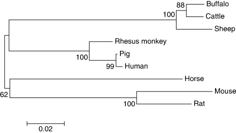 Figure 2. Phylogenetic tree using neighbor-joining method (p-distance model: Kimura-2 parameter method) based on cDNA sequences of CD247 gene from different species (Acc. no. horse XM_003364910, rhesus monkey NM_001077423, and others as described in Table 1). Branch length is in the same unit as those of the evolutionary distance. The number at each branch point indicates the bootstrap (500) confidence level. Evolutionary analyses were conducted using MEGA 5 (Tamura et al. Citation2011).