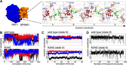 Figure 2 (A) The reaction coordinate as observed in one TRY1-N34S SPINK1 molecular dynamics simulation (cf. (C) black curve). Blue and orange labels indicate amino acids from TRY1 and SPINK1, respectively. The amino acids in stick representation are colored by their supposed functions, red binding pocket, orange key, pink steric barrier and green amino acids that have to pass the barrier. (B) Conformational state in relation to the reaction coordinate for SPINK1 in solution for WT and N34S mutant. The colors black, blue and red relate to three independent simulations. (C) Same as (B), but for SPINK1 in complex with TRY1 in state II (cf. Figure 1). (D) Conformational state in relation to the reaction coordinate of structures for the TRY1-SPINK1 complex in state II (cf. Figure 1) observed during a replica exchange simulation.