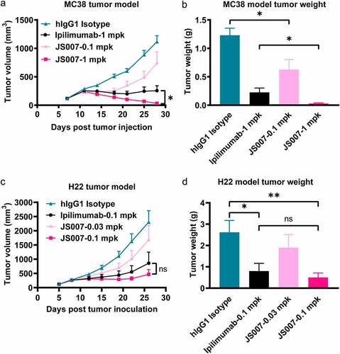 Figure 2. Tumor inhibition potency of JS007 in syngeneic tumor model. (a) The in vivo tumor suppression efficacy of JS007 in hCTLA-4 knock-in mice of the C57BL/6 background by inoculation of MC38 tumor cell line. JS007 was injected i.p. twice a week in low dose groups (0.1 mg/kg) and high dose group (1 mg/kg). 1 mg/kg of ipilimumab or hIgG1 isotype antibodies were injected as control. The data with each dot shows the average tumor volume of the group while the SE was presented as longitudinal bars. (b) The tumor weight of each group at the end of the experiment was shown. (c) The in vivo tumor suppression efficacy of JS007 in hCTLA-4 knock-in mice of the BALB/c background by inoculation of H22 tumor cell line. JS007 was injected i.p. twice a week in two groups, 0.03 mg/kg low dose group and 0.1 mg/kg high dose group. 0.1 mg/kg of ipilimumab or hIgG1 isotype antibodies were injected as control. (d) The tumor weight of each H22 syngeneic tumor group at the end of the experiment was shown. Statistical analysis was calculated with Wilcoxon paired T test. *, p < .05; ns, p > .05.