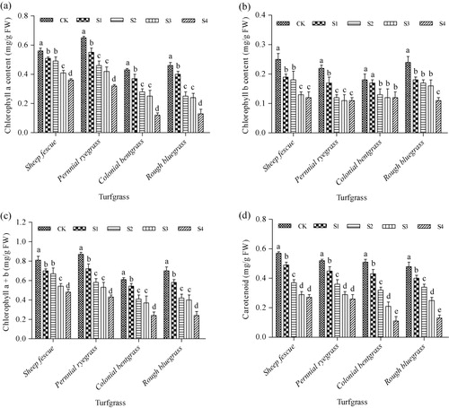 Figure 2. Effect of SO2 on the chlorophyll a (a), chlorophyll b (b), chlorophyll (a + b) (c), and carotenoid contents (d) in leaves of four cool-season turfgrass species.Note: Mean values are presented with vertical error bars representing the standard deviations (n = 3). Different letters above the column within the same turfgrass species indicate significant differences among treatments (P < 0.05).