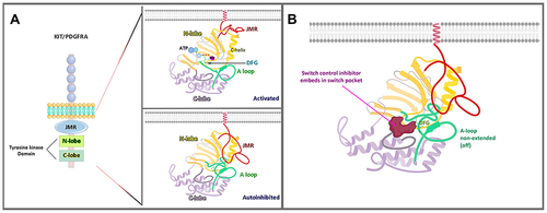 Figure 1 Structure of KIT/PDGFRA. (A) KIT/PDGFRA in an on-state (activated) and off-state (autoinhibited) conformation. (B) Ripretinib, a tyrosine switch control inhibitor, has a dual mechanism that binds to both the switch pocket and activation loop, preventing the activation loop from accessing the switch pocket and thus locking the kinase in an inactive conformation. Images Activated and Autoinhibited in (A) and image (B) are created with BioRender.com.