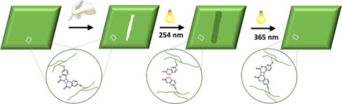 Figure 4. Schematic representation of the self-healing mechanism of photo-reversible polymers.
